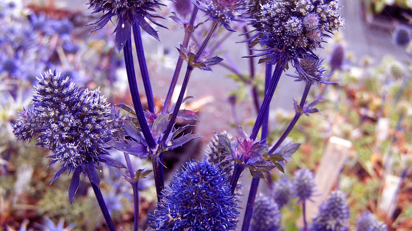 Фиолетовые колючки