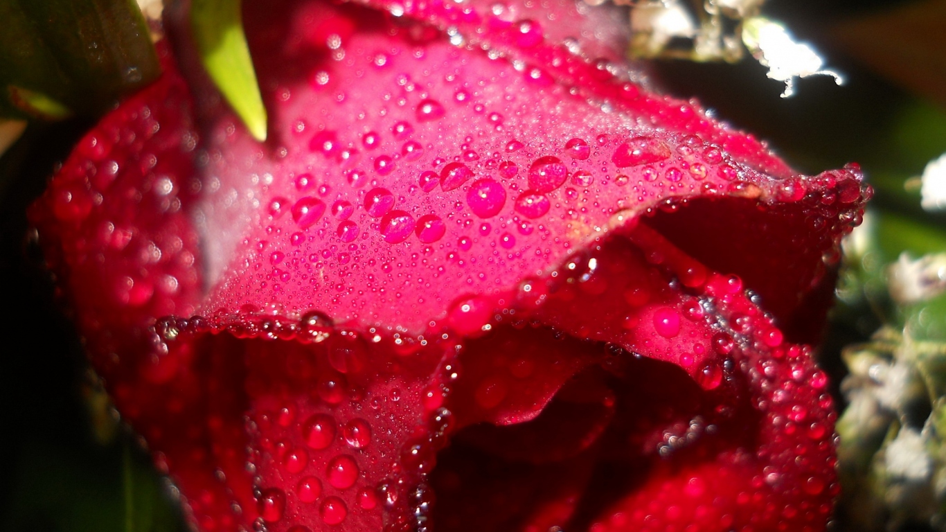 Мокрая алая роза