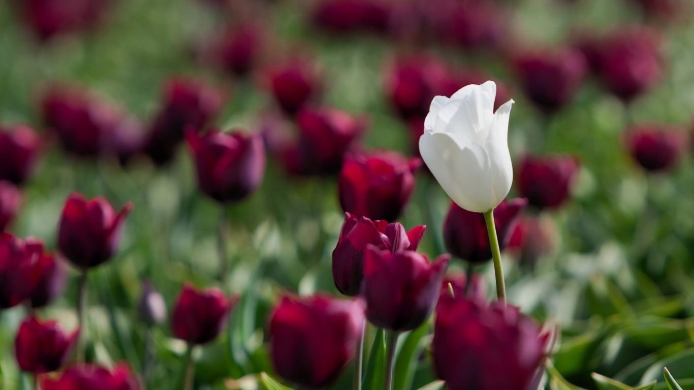 Белый и красный тюльпаны