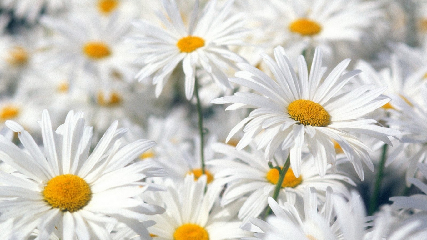 Белые ромашки