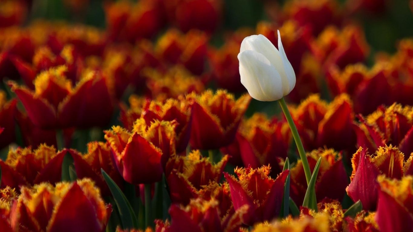 Белый тюльпан