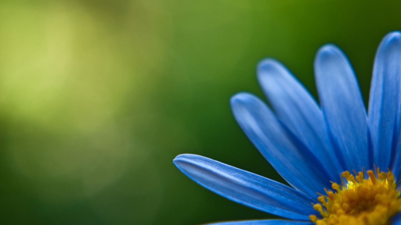 Голубой цветок
