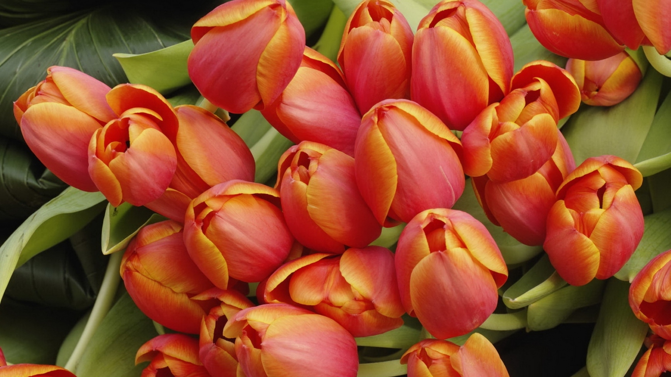 Красные тюльпаны