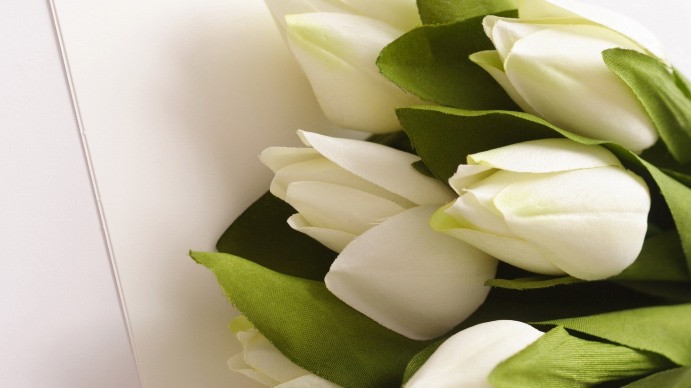 Белые тюльпаны