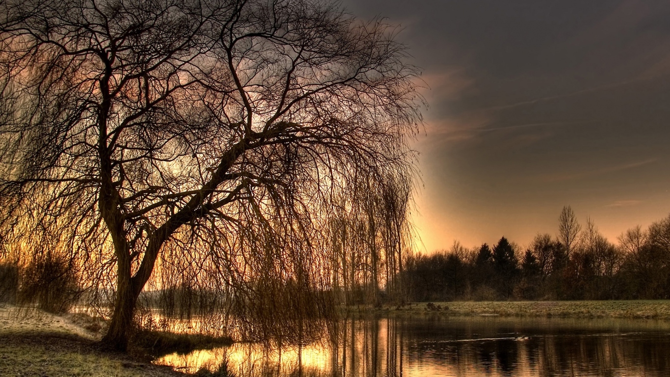 Осеннее дерево у реки
