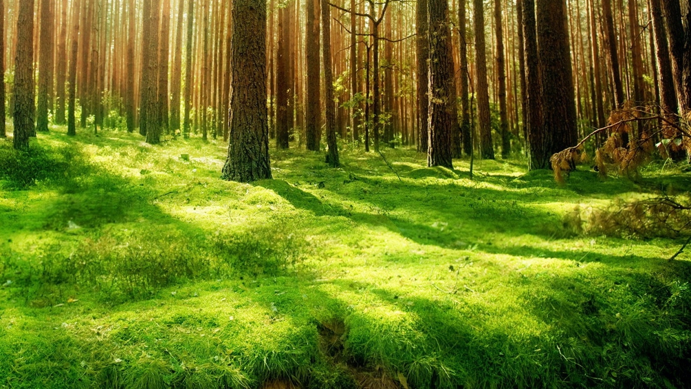 Хвойный лес