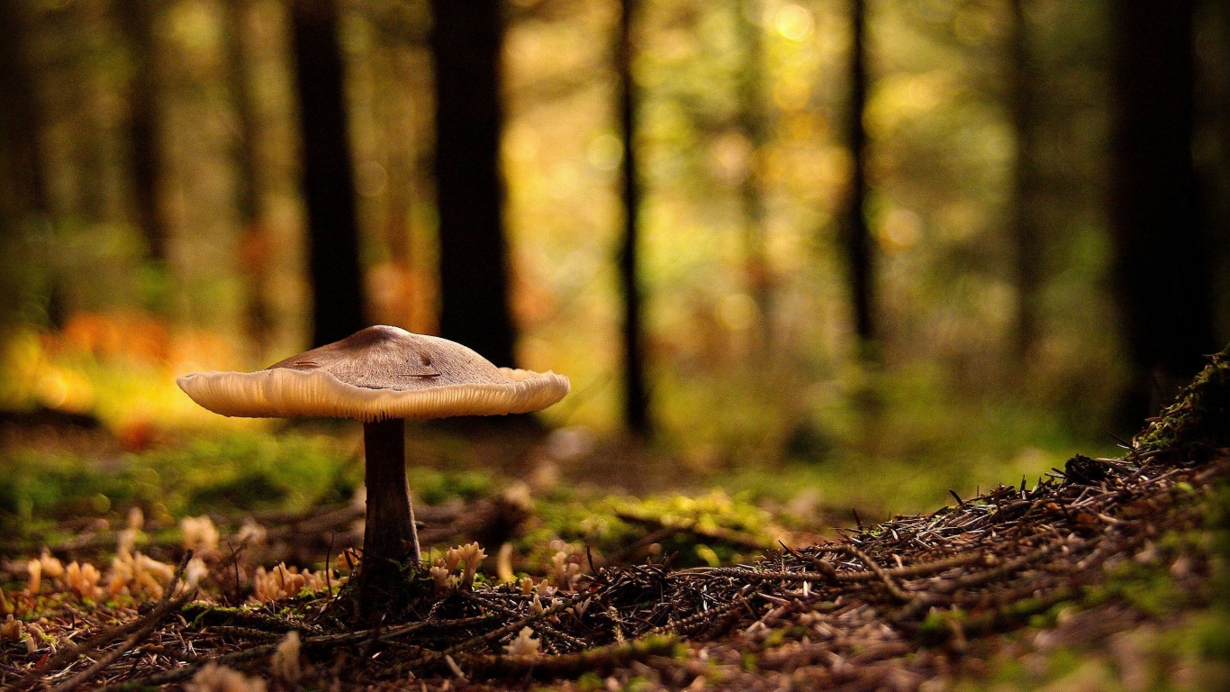 Лесная поганка