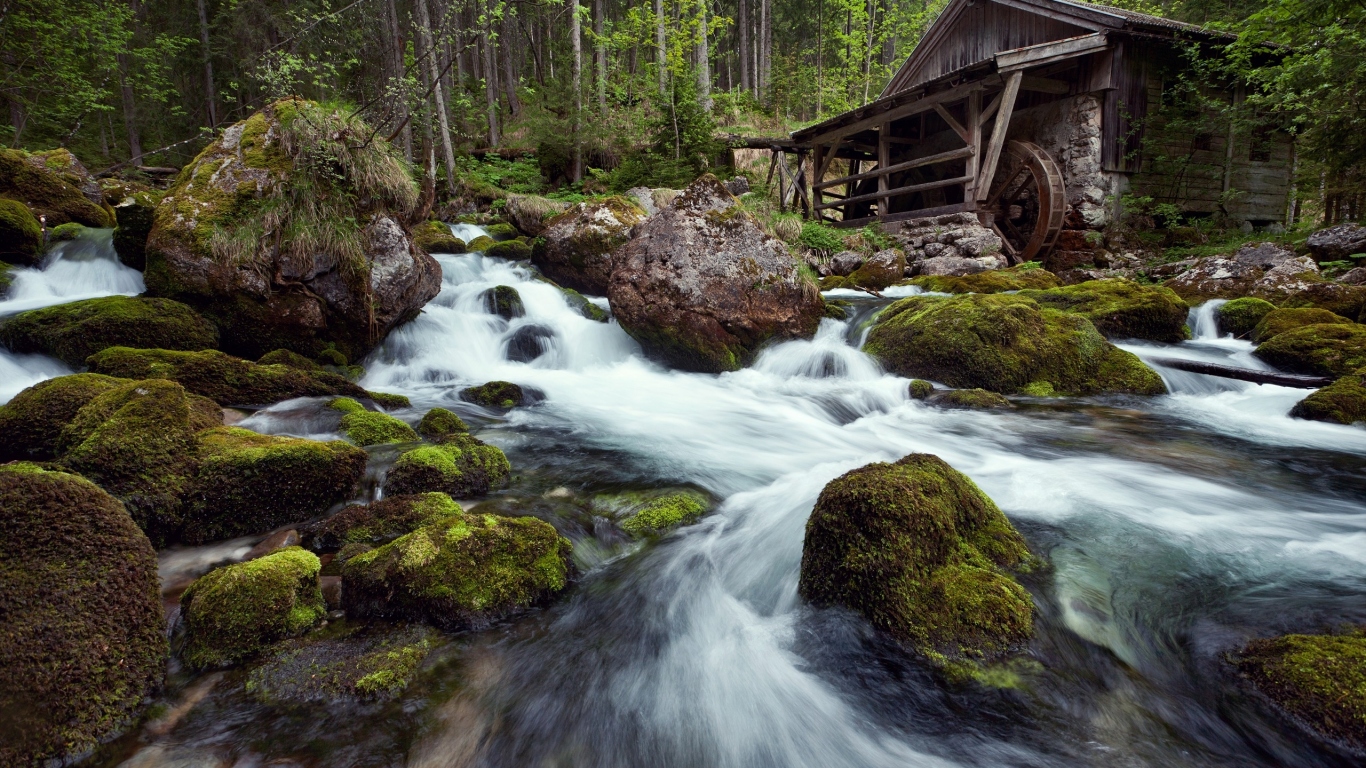 Лесная река фото