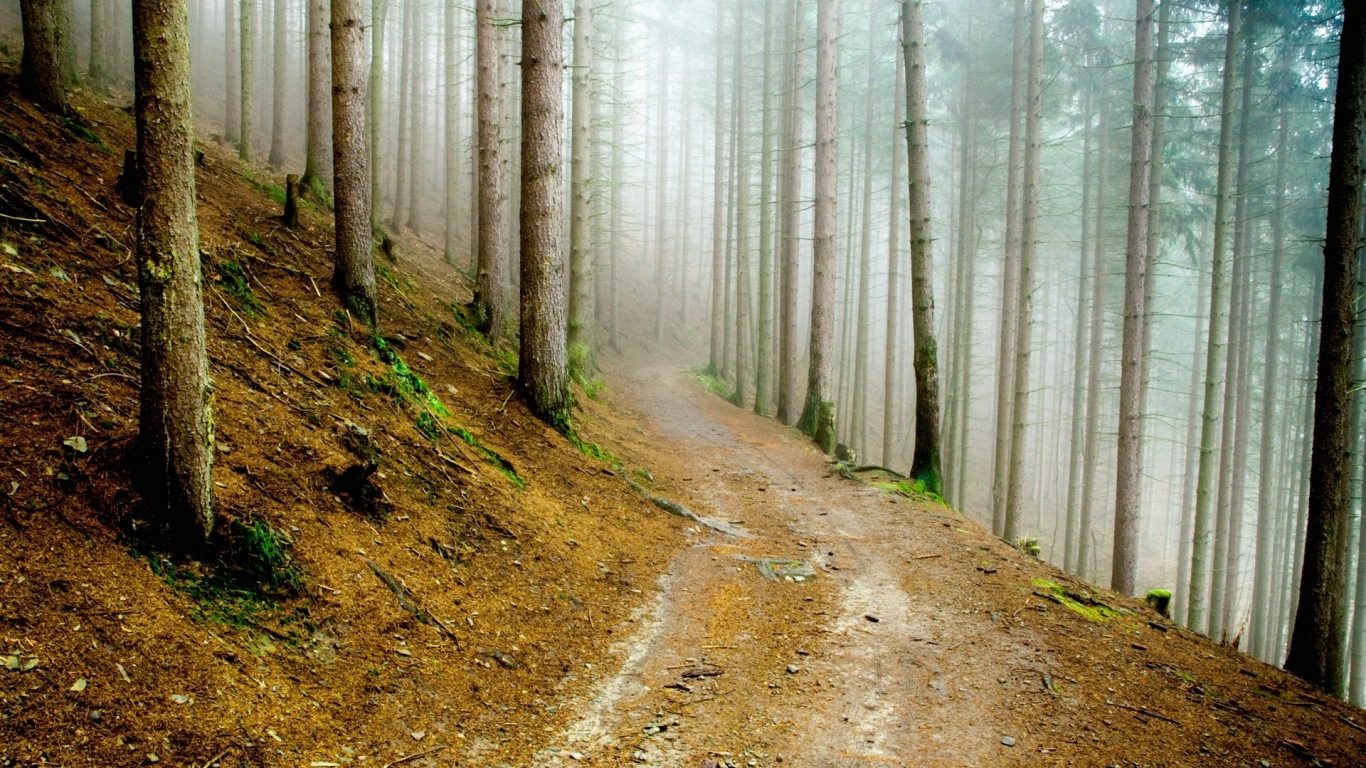 В сосновом лесу