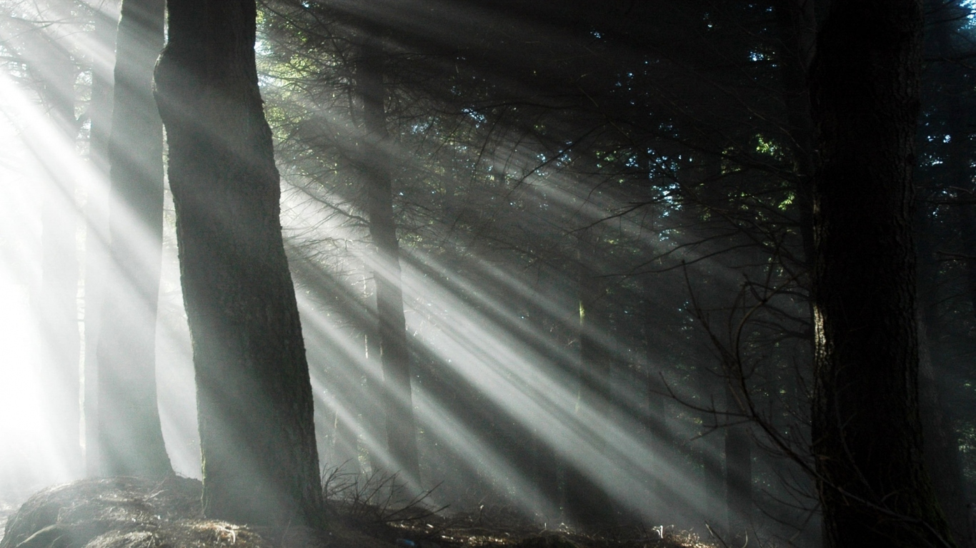 Свет через деревья
