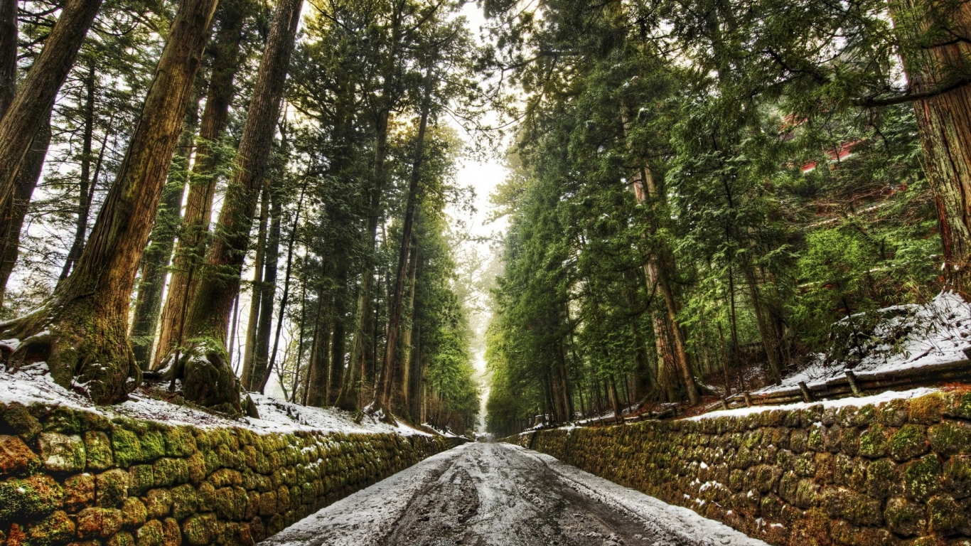 Дорога в лесу