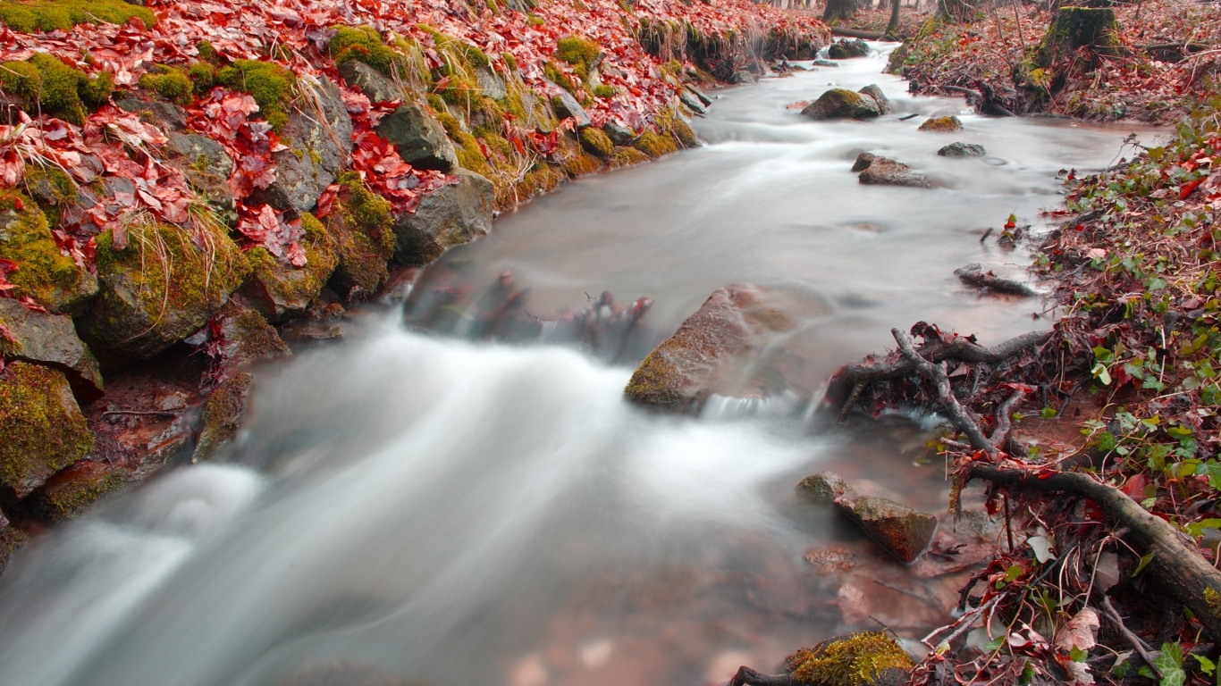 Лесная река