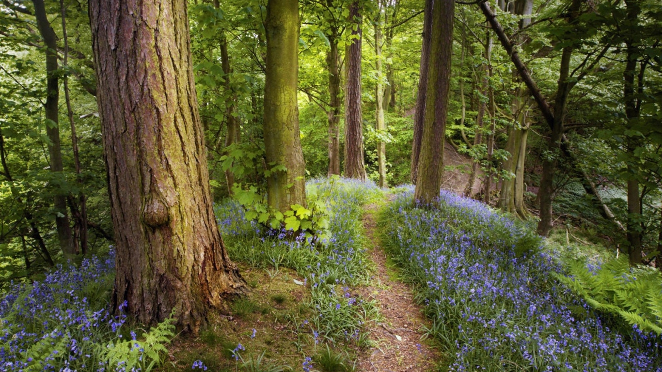 Лес как в сказке