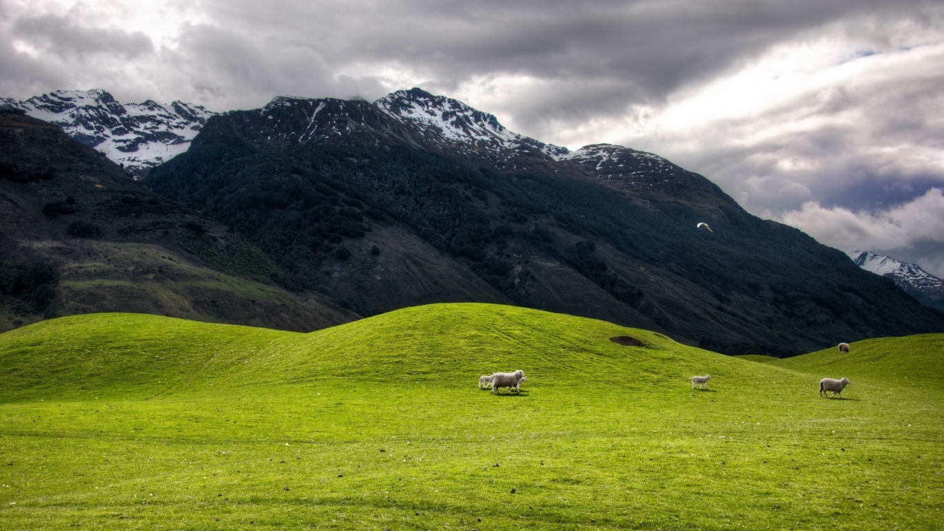 Высокогорное пастбище