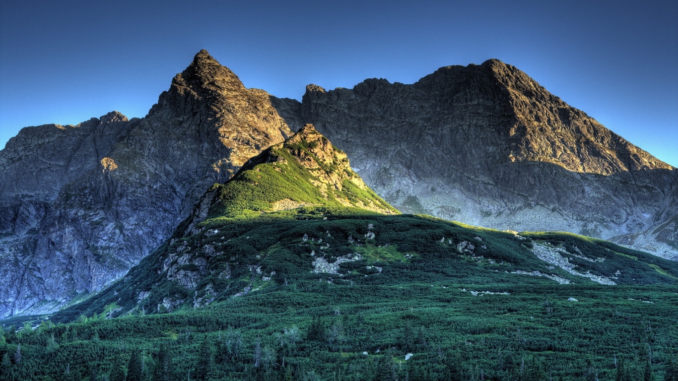 Лес в горах