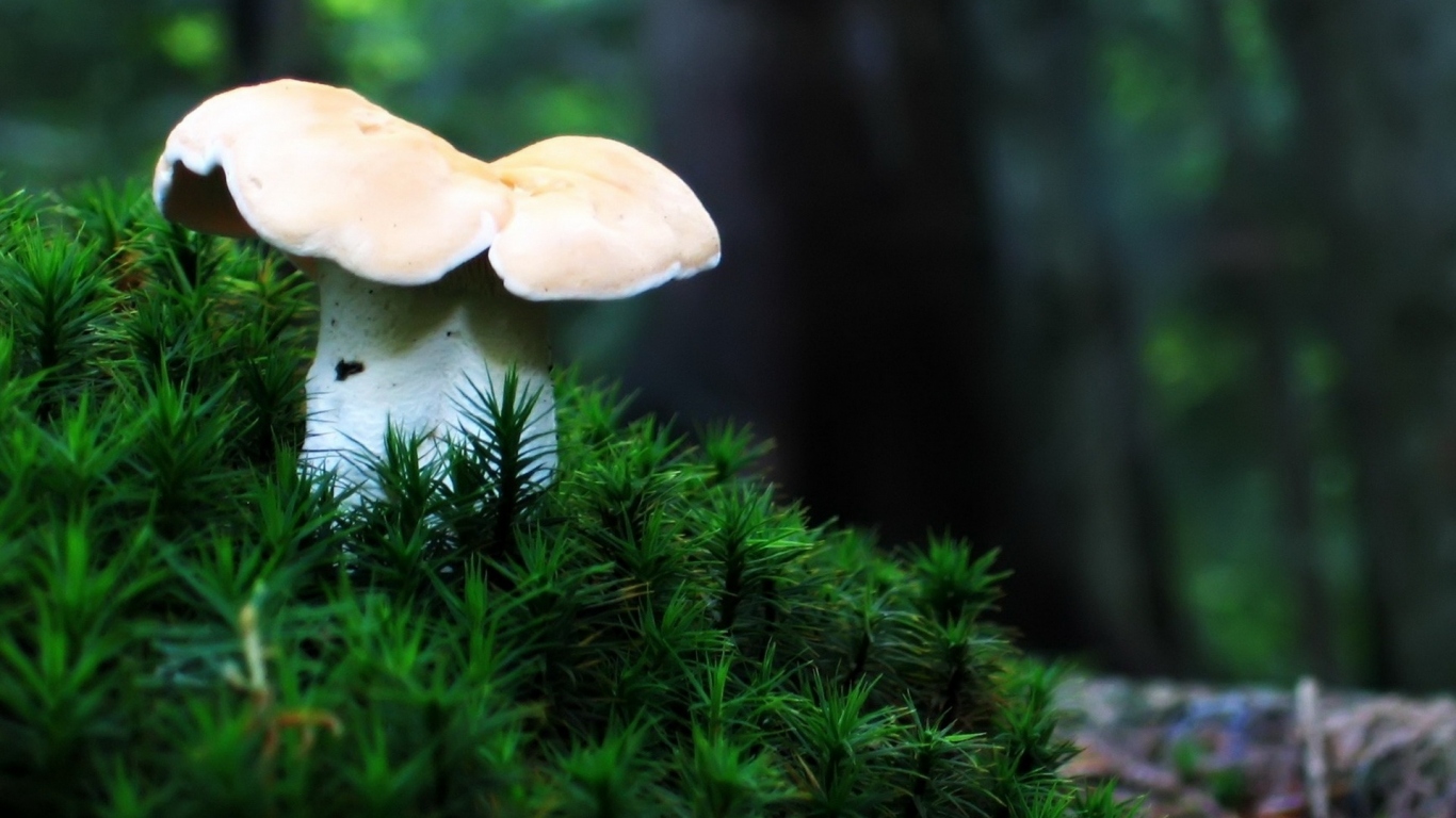 Одинокий гриб