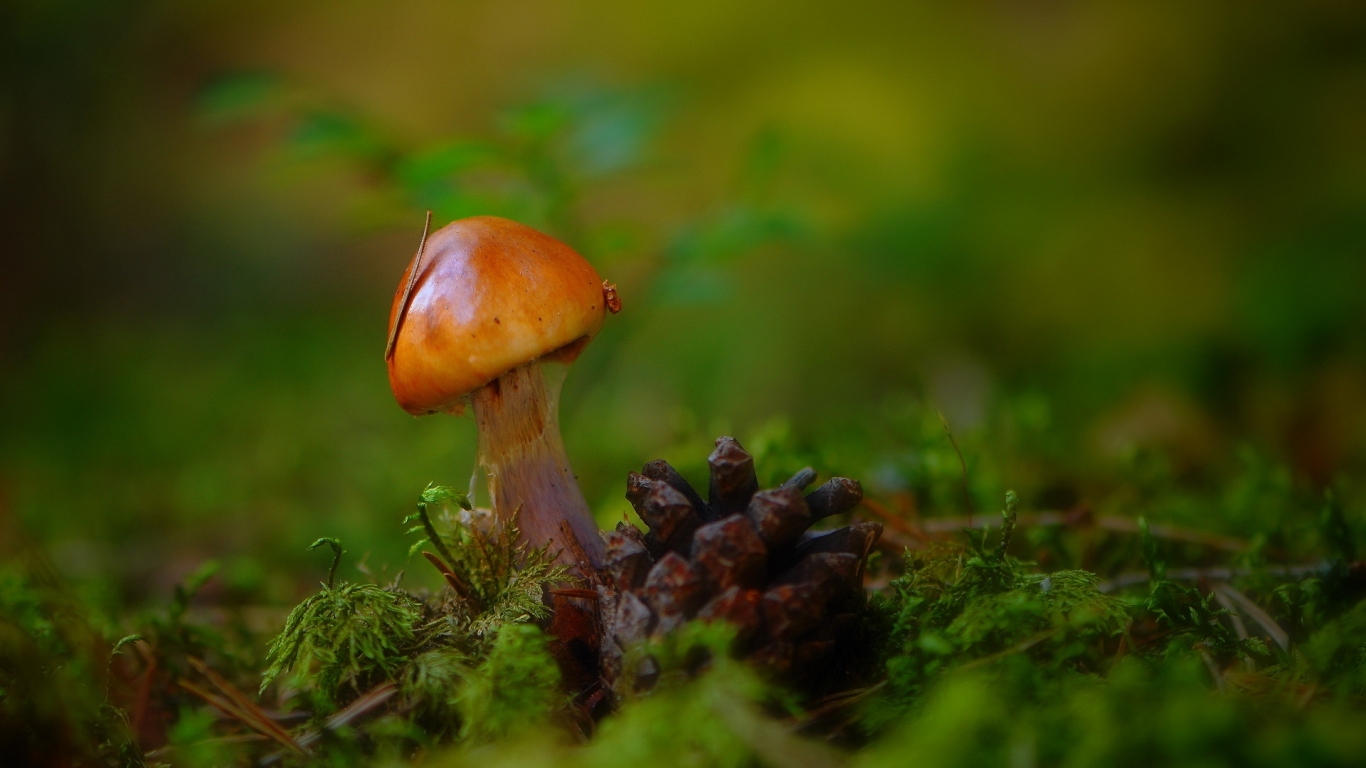 Гриб и шишка