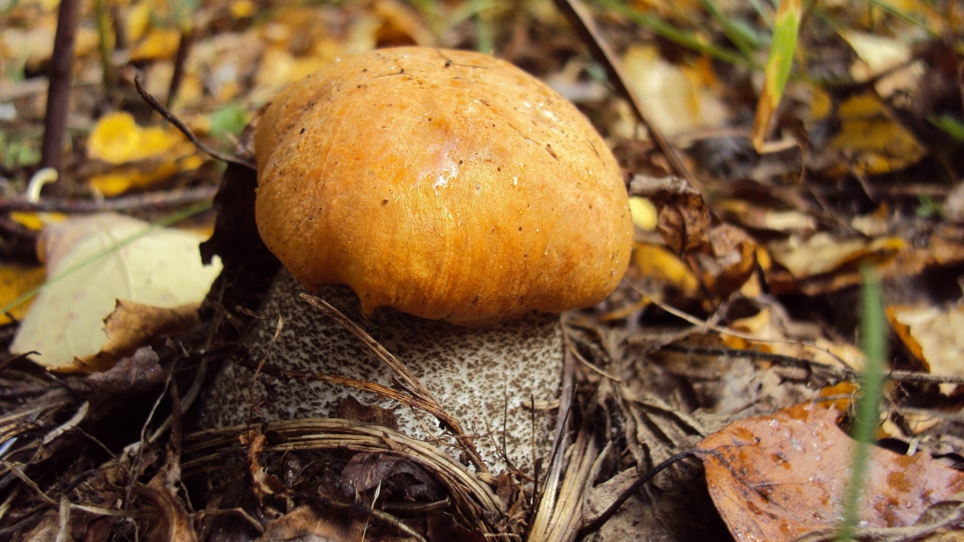 Подосиновик