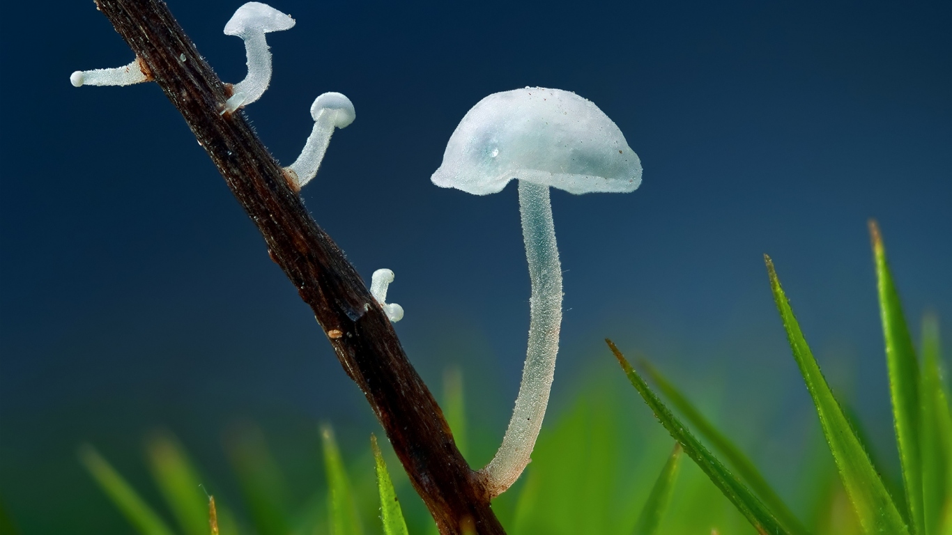 Прозрачные грибочки