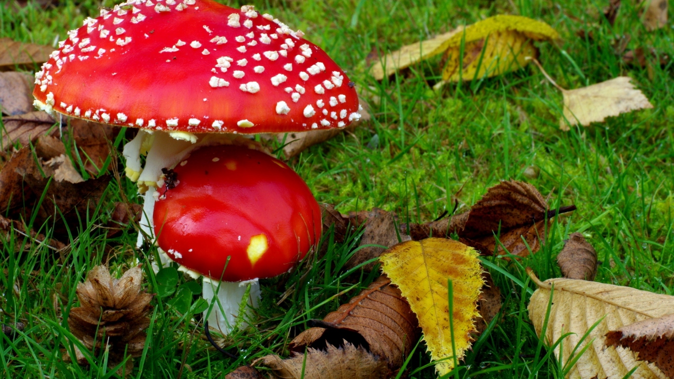 Два мухамора