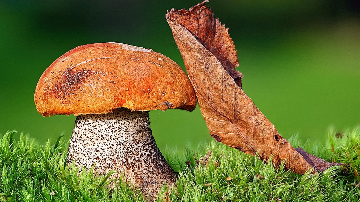 Подосиновик