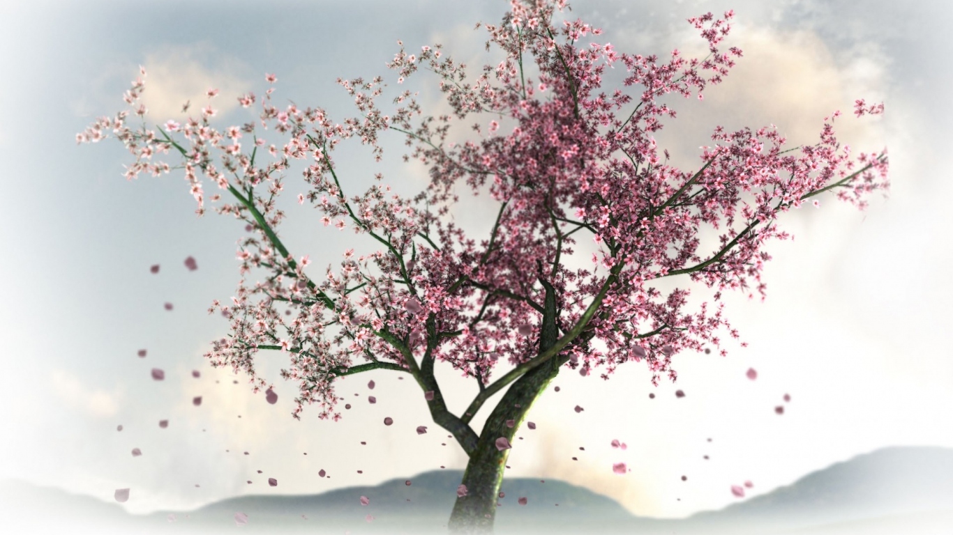 Цветущая сакура