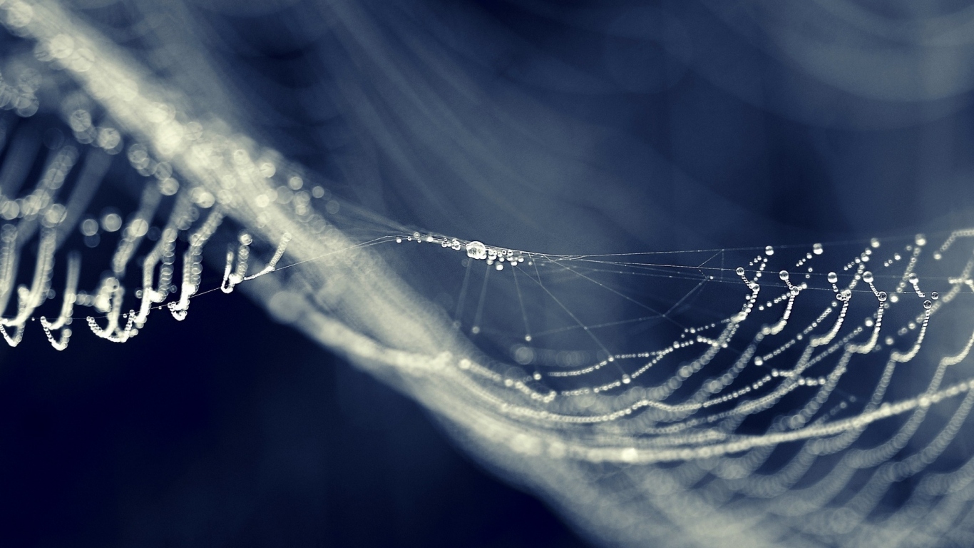 Капли на паутине