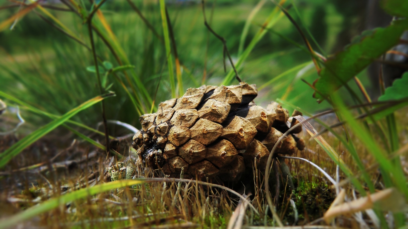 Упавшая шишка