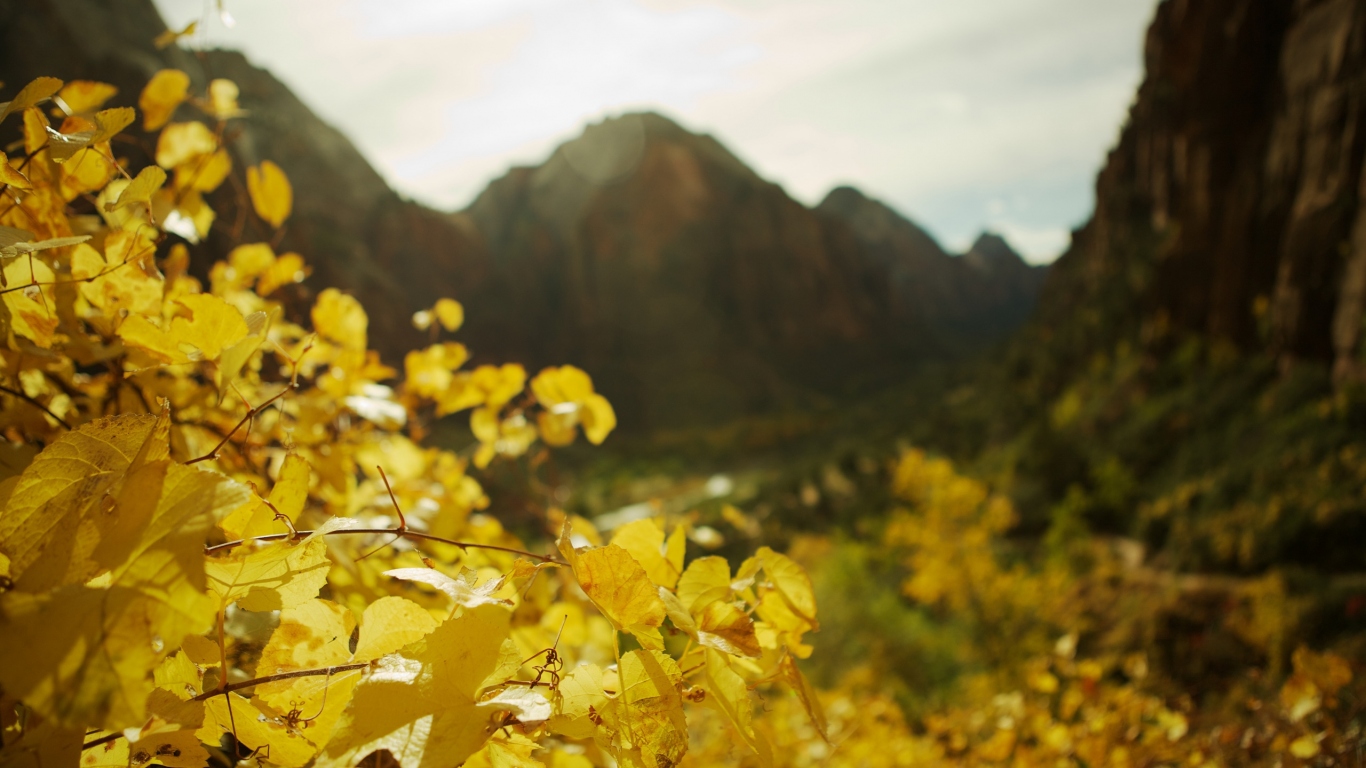 В фокусе желтые листья