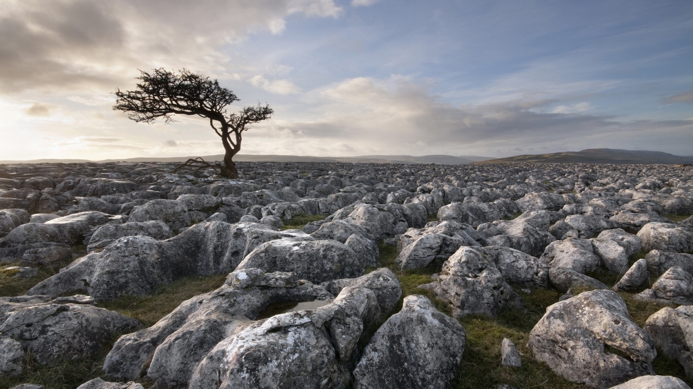 Дерево среди камней