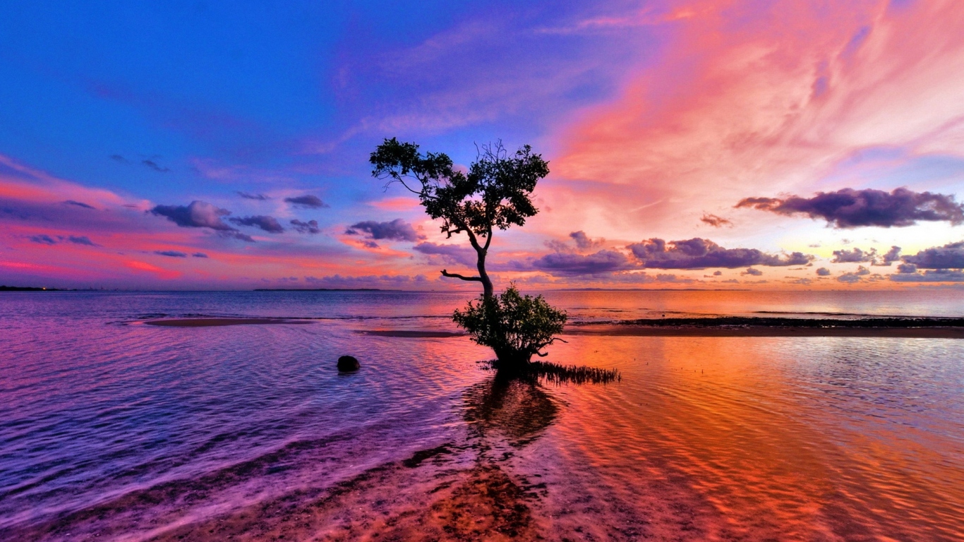 Дерево на мелководье