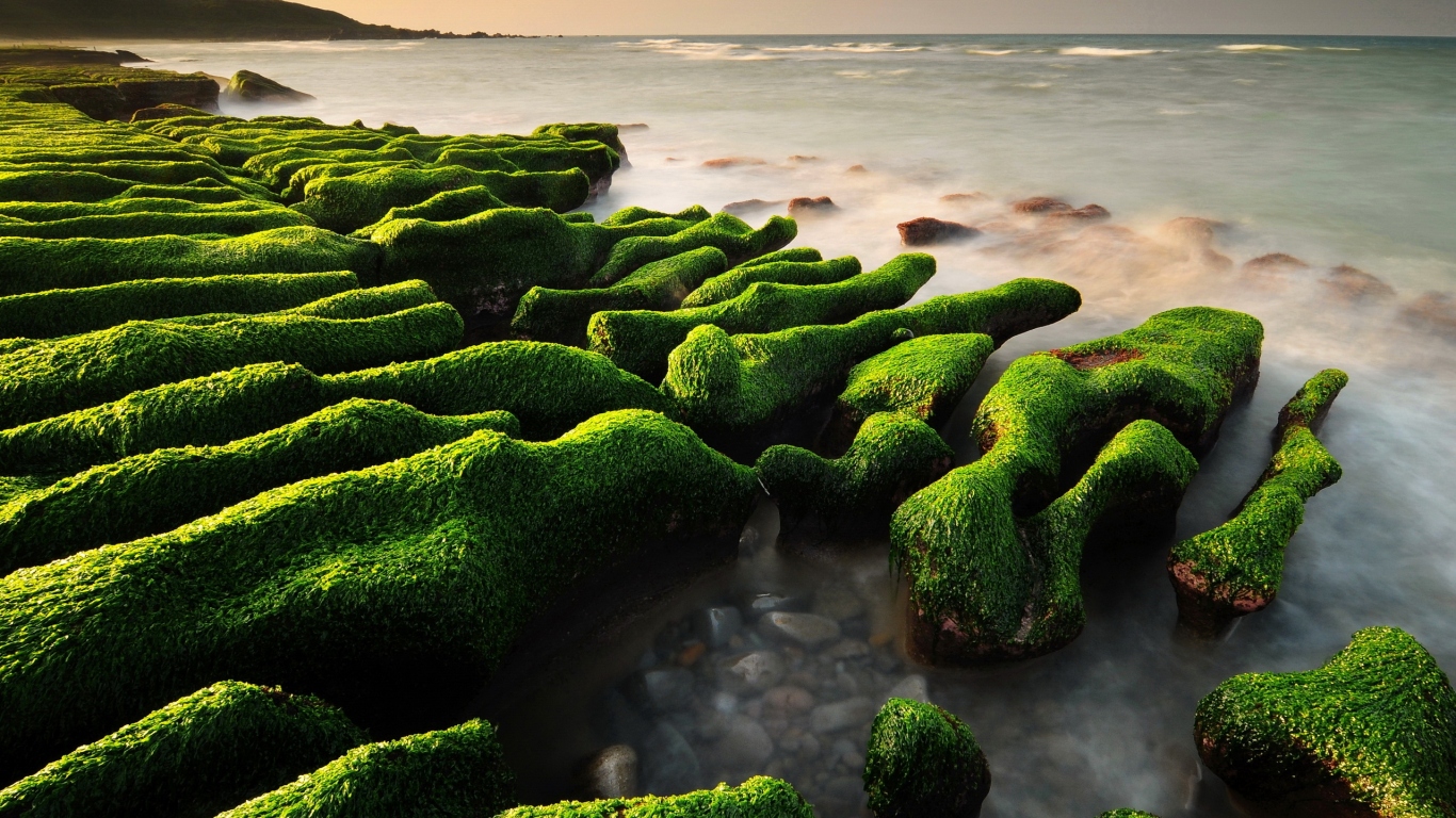 Водопосли на камнях