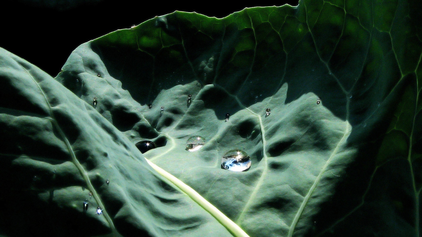 Капустный лист