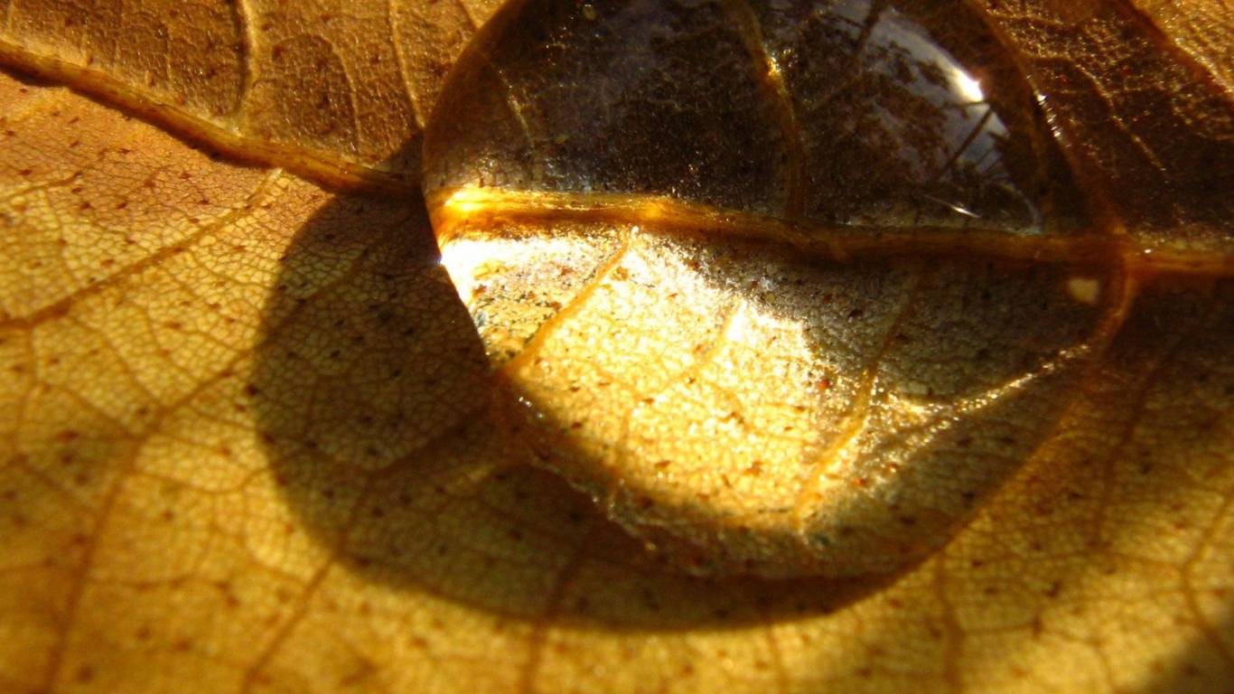 Капелька на сухом листе