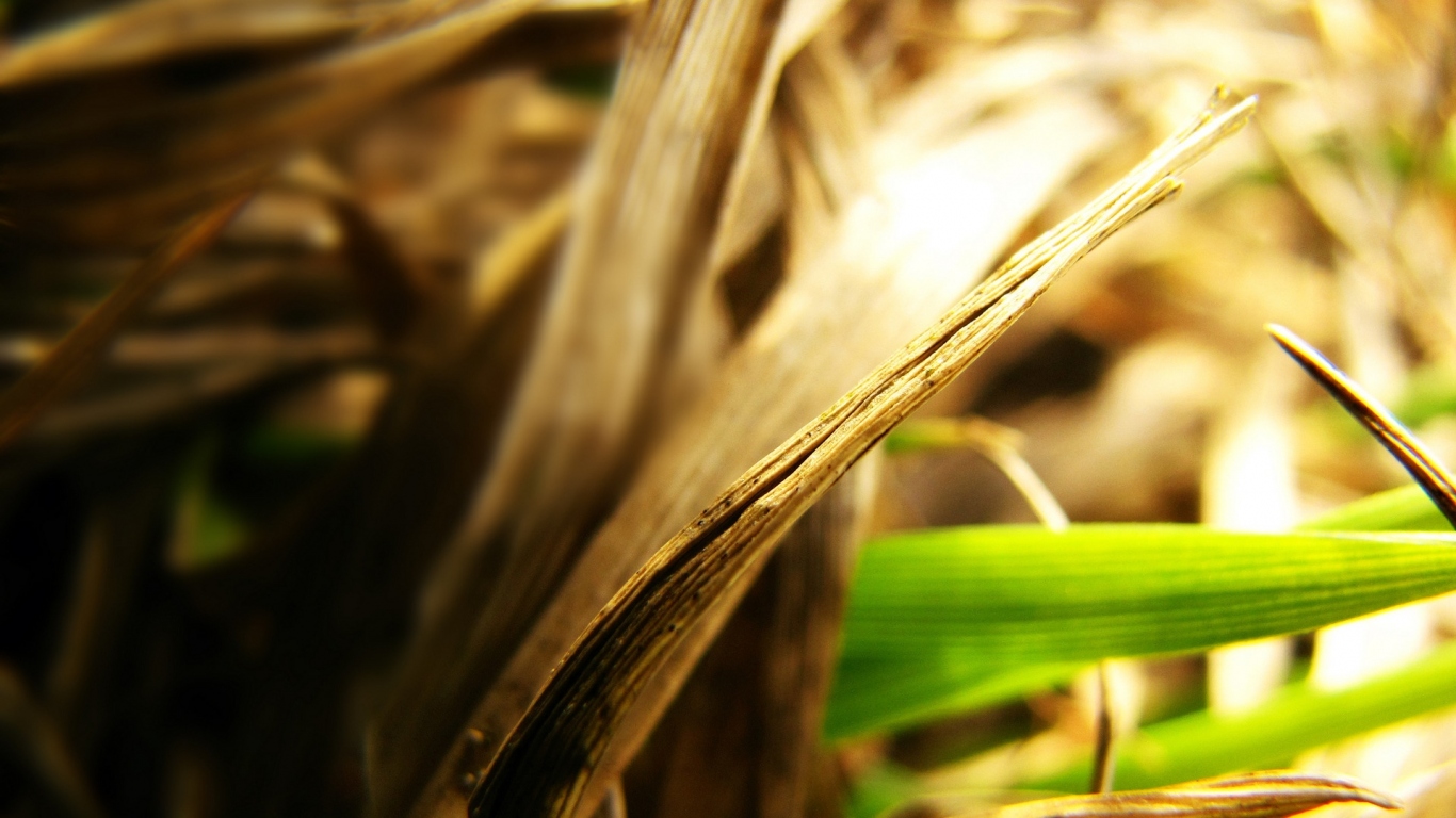 Сухие листья