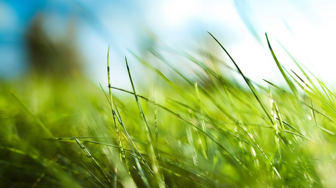 Зеленая трава