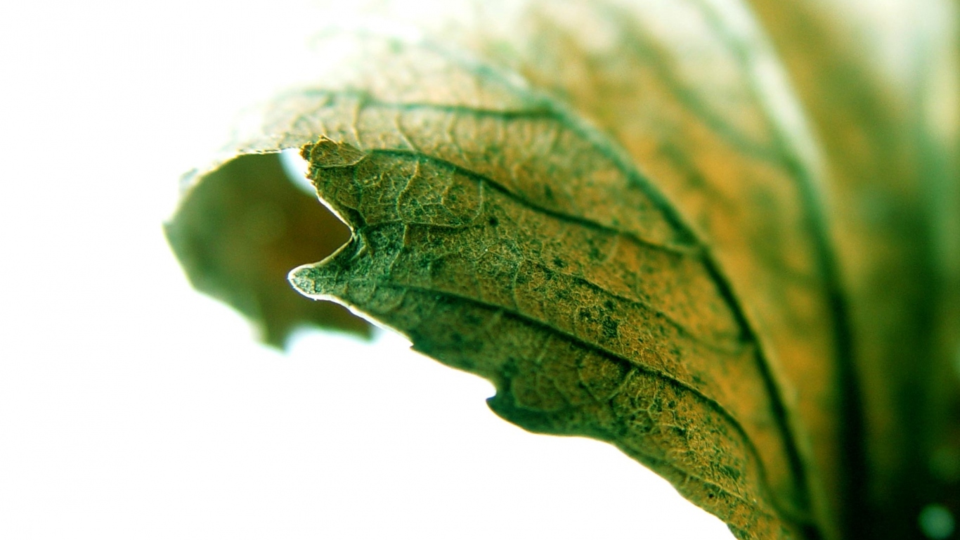 Листик крупным планом