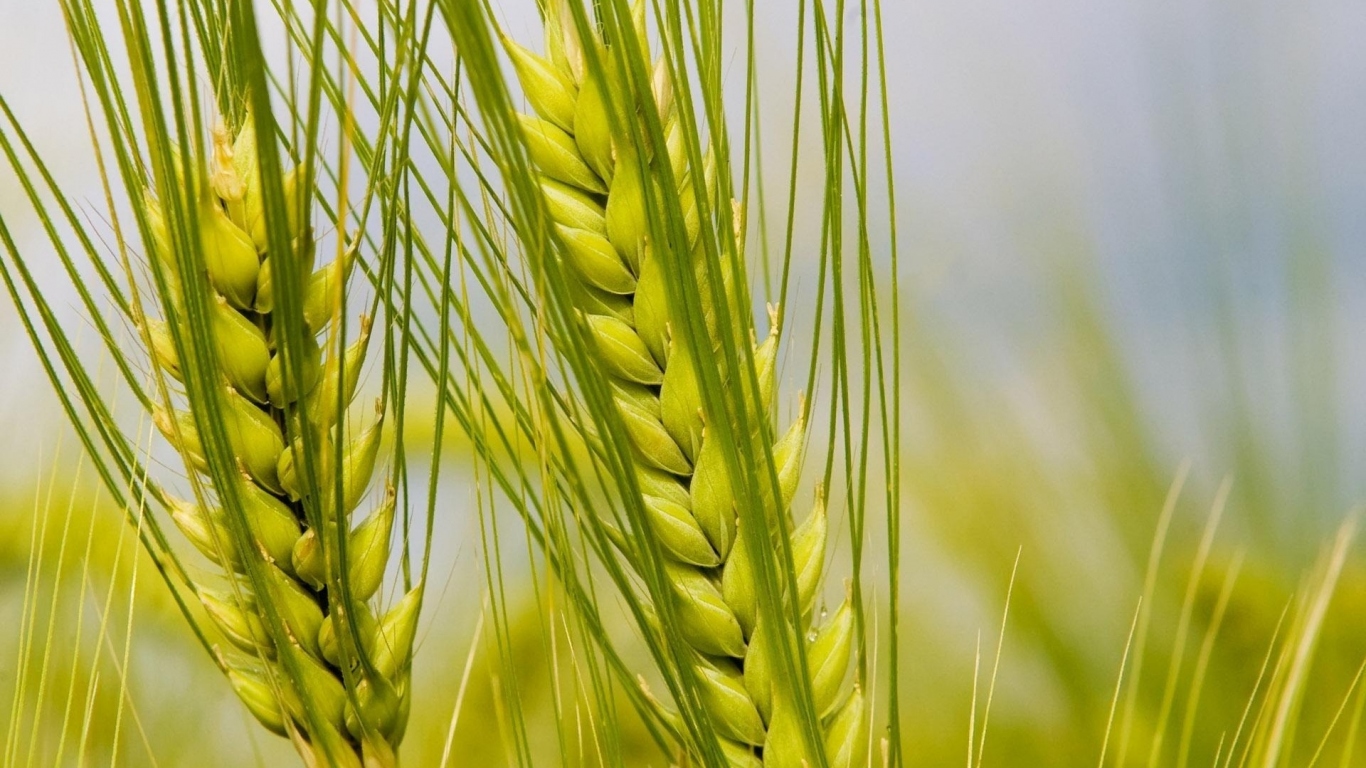 Колосья макро