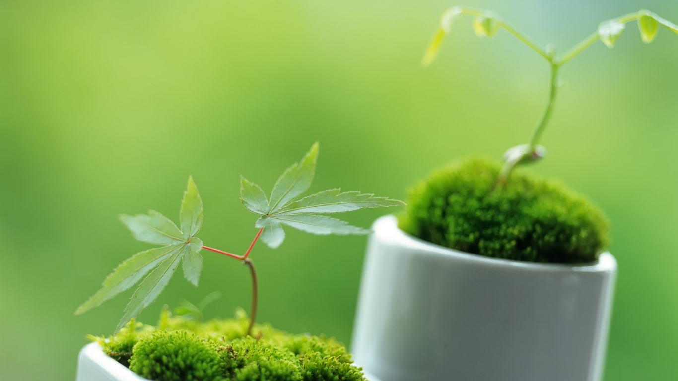 Ростки в горшочках