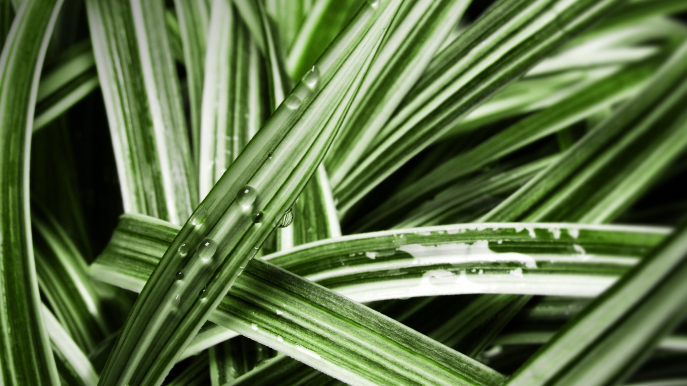 Мокрые листья