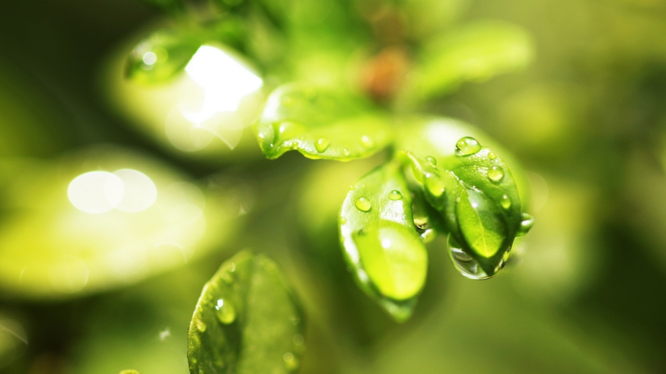 Мокрые листочки