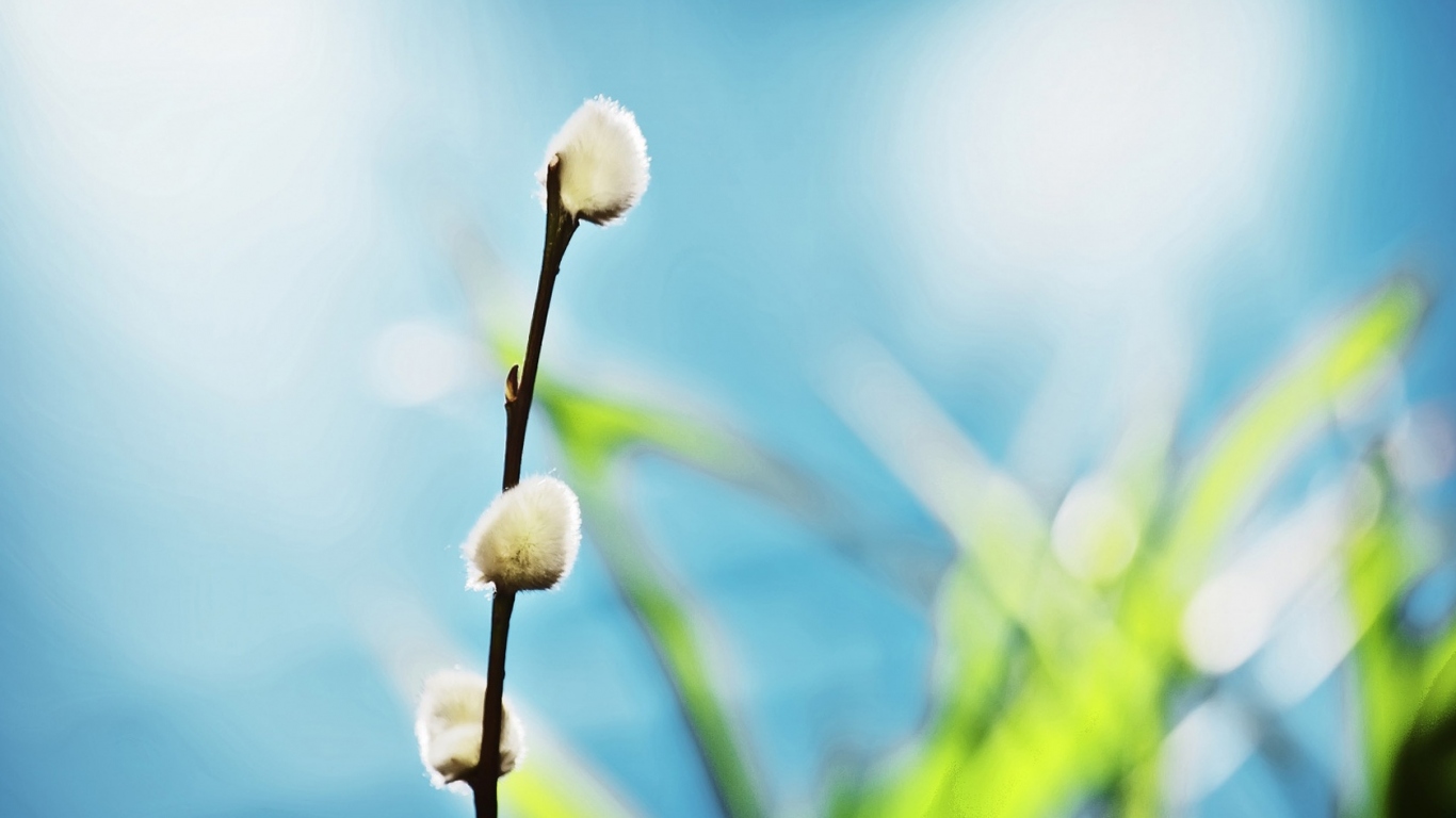 Ветка вербы