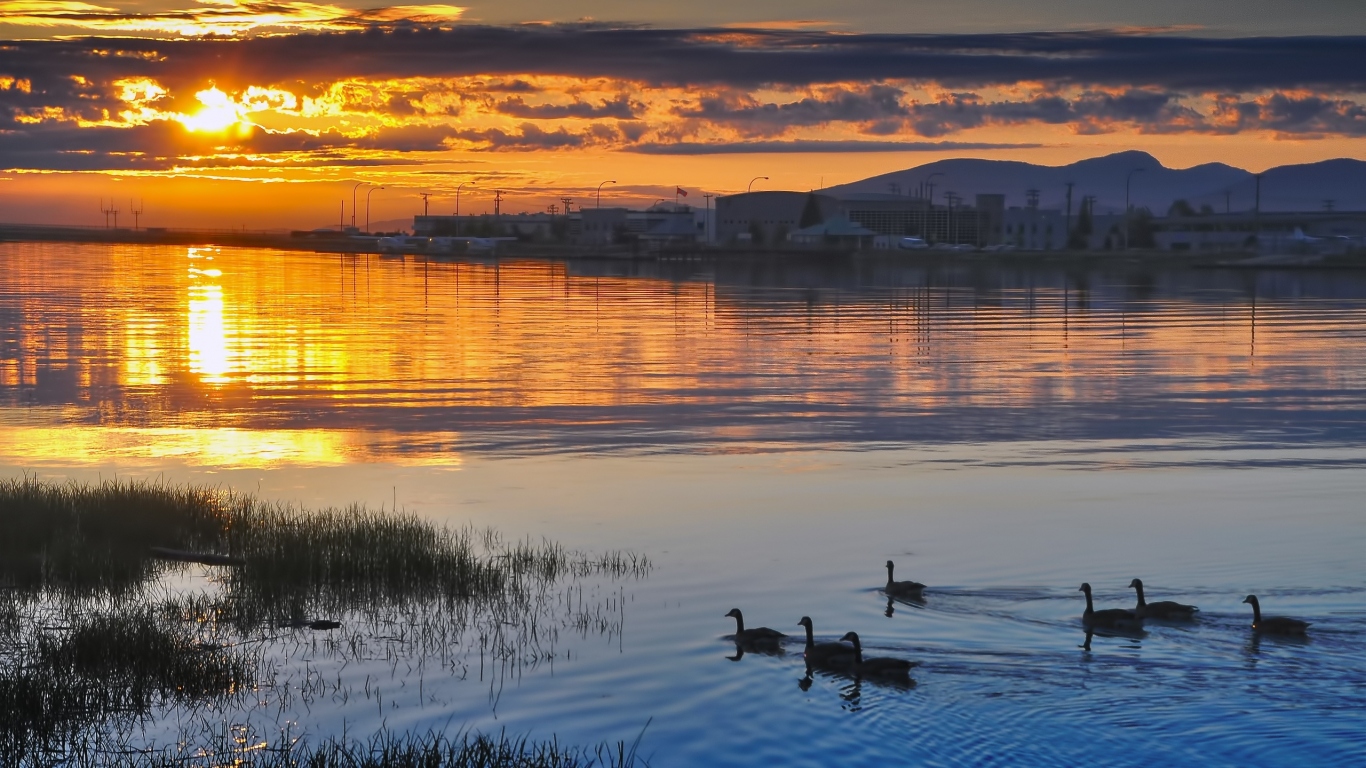 Утки на закате