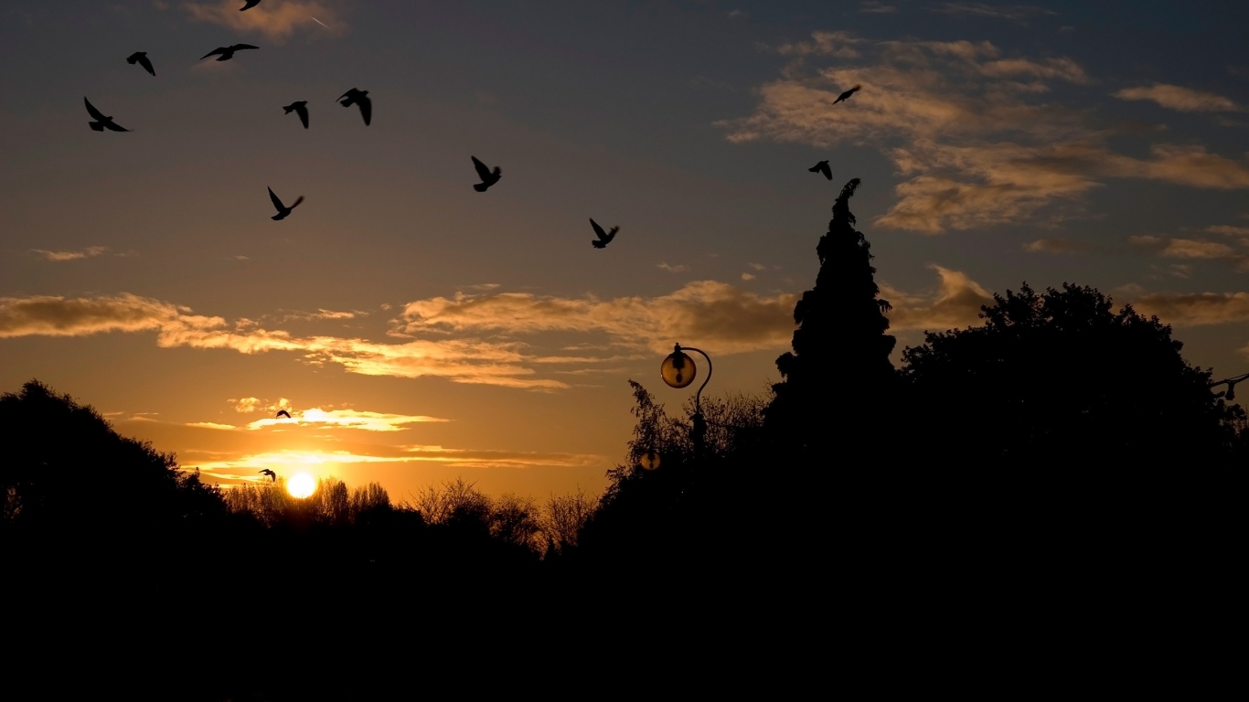 Голуби на закате