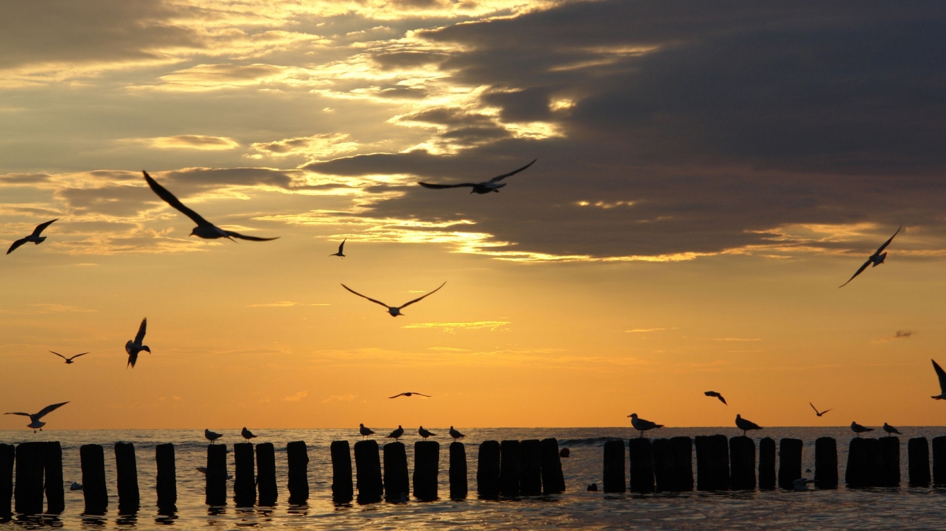 Чайки на закате