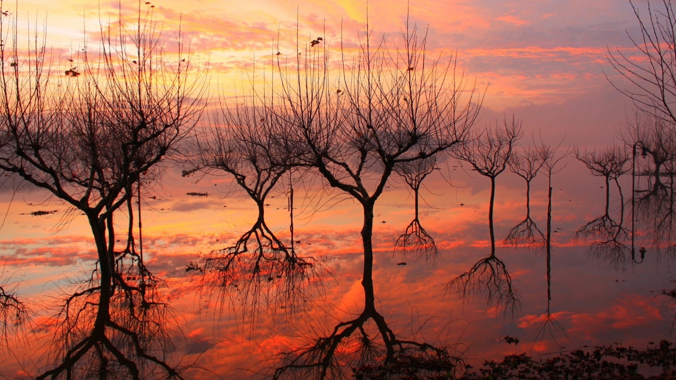 Отражение деревьев на закате