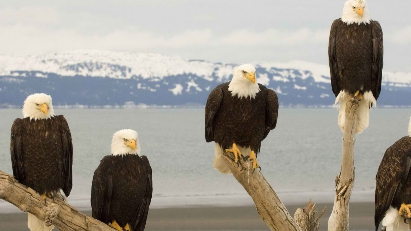 Белоголовый Орлан