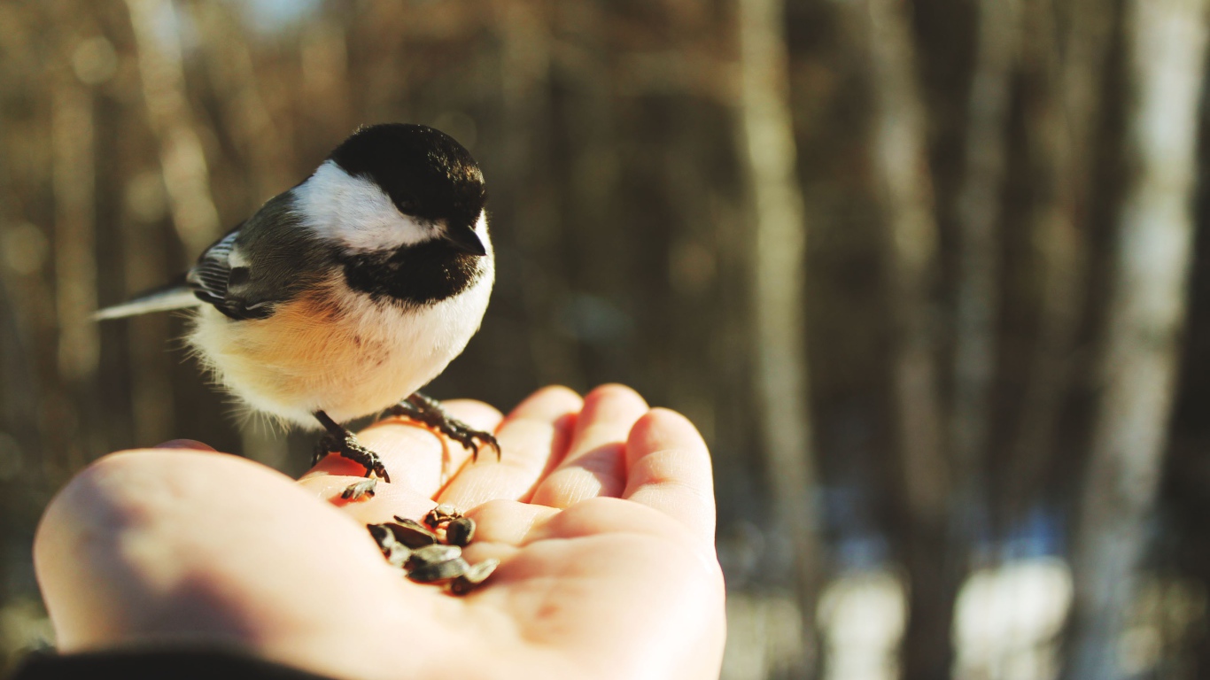 Птичка на ладони