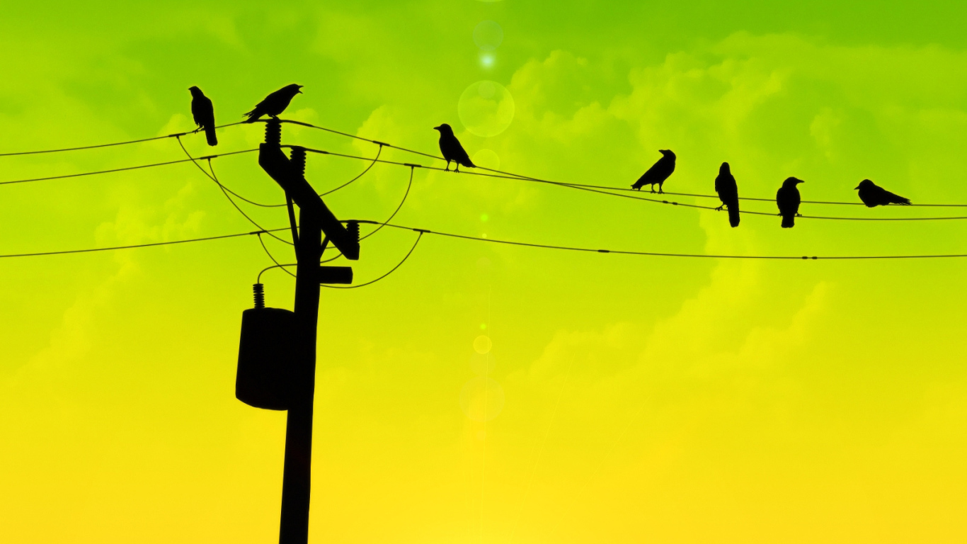 Птицы на проводах