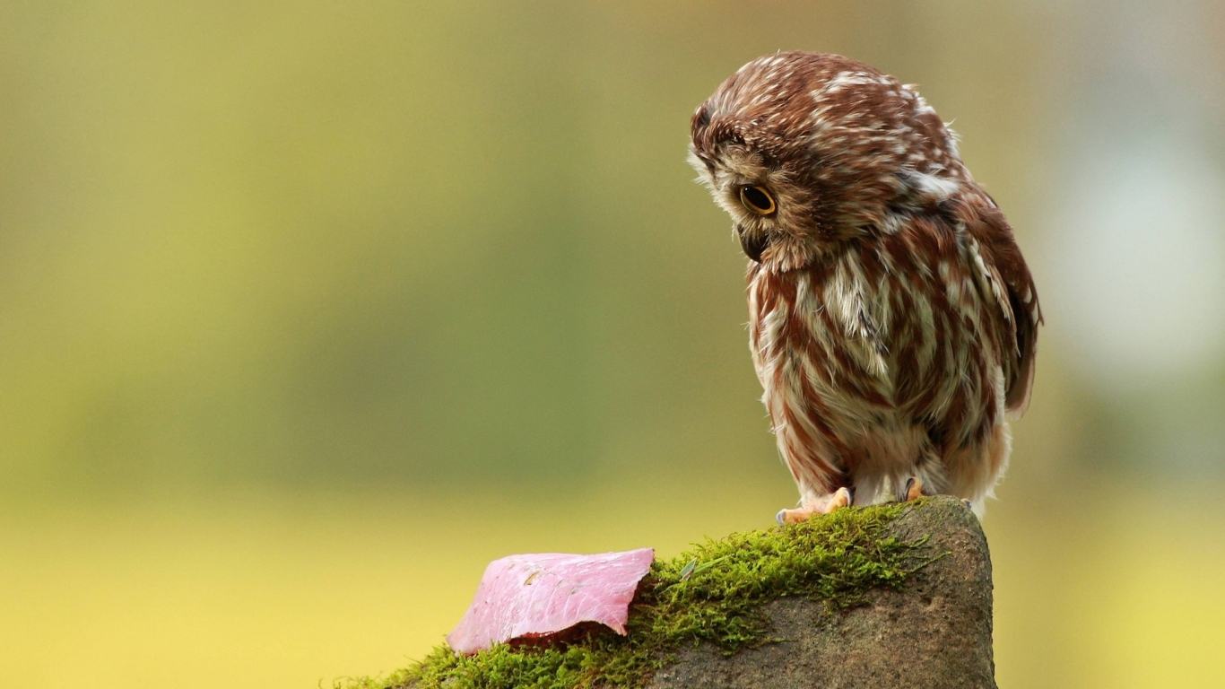 Совенок на пеньке